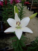 [1694 IceCrystal DJ No01.JPG]